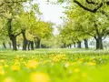 Wiosenna aleja drzew, kwitnące mniszki lekarskie na trawie. Idealne tło dla piosenek o wiośnie dla dorosłych, pełnych nadziei i odrodzenia.